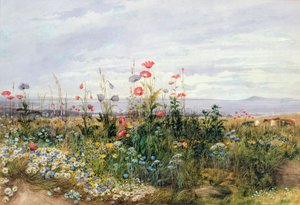 Wildflowers with a View of Dublin Dunleary 